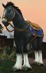 Scout Knowles's Mount