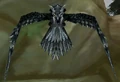 Trained Rock Falcon.jpg
