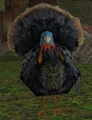 Fjord Turkey.jpg