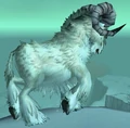 Arctic Ram.jpg