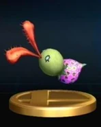 Bucculus Trophy