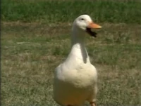Whatsounddoesaduckmake