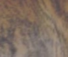 Brindle.png