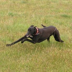 Turninggreyhound.png