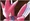 Scizor