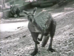 KangarooBlues