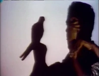 ShadowParrot.jpg