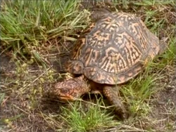TurtleSong