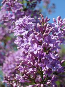 Color Lilac