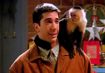 marcel the monkey