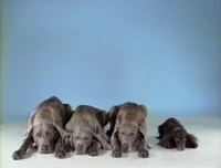 WegmanDogs.Oneofthesethings-2.jpg