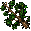 Pine