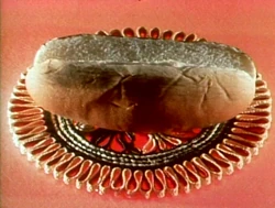 Hotdogbun