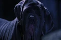 Fang.JPG