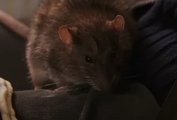 Scabbers