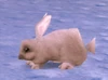ArcticHare