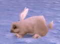 ArcticHare.png