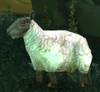 Ewe