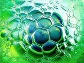 Algae2.jpg