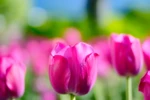 Girly pink tulips-3523