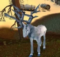 Silvercoat Stag.jpg