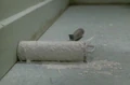Paint roller.jpg
