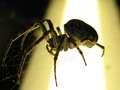 Ma spider1a tsan.JPG