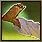 Spell Icon