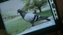 Pigeon