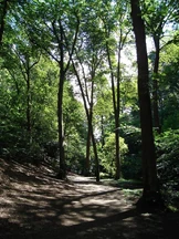 PAForestTrail.jpg