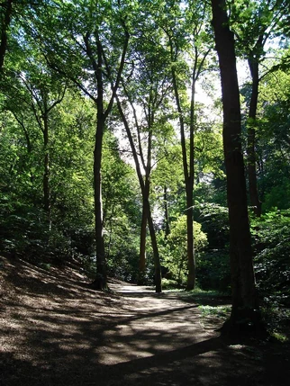 PAForestTrail.jpg