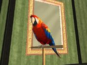 Tony (loro)