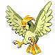 Pidgeotto Pt variocolor