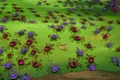 Sand Creepers 1.jpg
