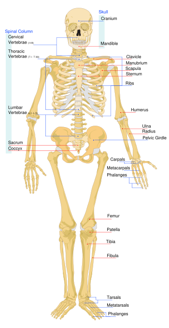 Skeleton front