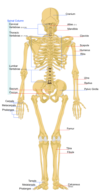 Skeleton back