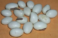 Seeds beans