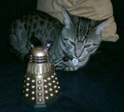 BonAmiAndDalek
