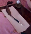Blood Quill.jpg