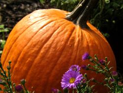 Pumpkin