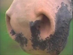 LookaLittleCloser.Horse
