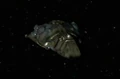 Turei vessel.jpg