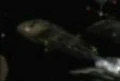 Abaddon's ship pieces 5.jpg