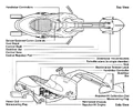 Swoop anatomy.jpg