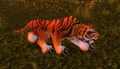 Stranglethorn Tiger.jpg