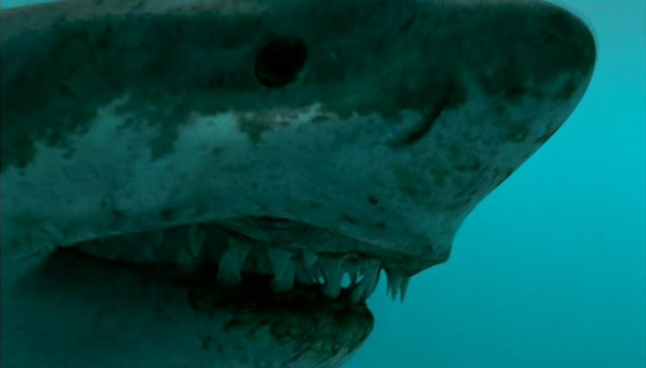 Megalodon - Walking With Wikis - the free Walking with... encyclopedia