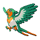 Swellow Pt variocolor