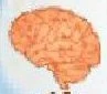 Brain.jpg (3 KB) Brain