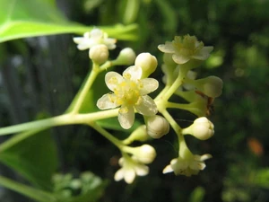 Cinnamomum camphora