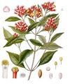 Koehler 30